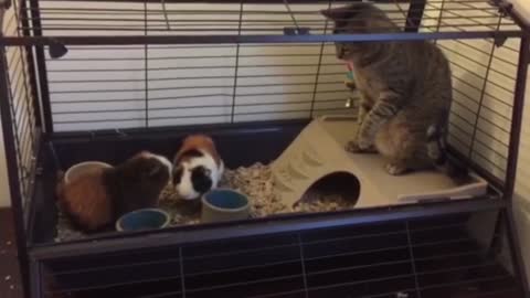 SUPER Weird Cats AFV Funniest Cat Videos