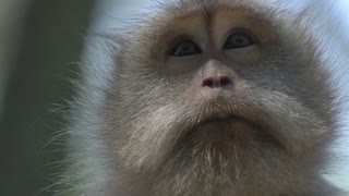 How Old Is Macaque Monkey From His Face And Eye