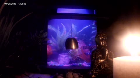 The meditation area presents: The Zen garden aquarium.