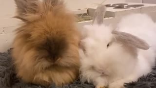 Bunny rabbits preciously cuddle with each other