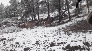 Elk crossing in Evergreen Colorado snow mountains