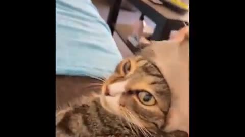 😇 If You Laugh, You Will Lose - Funniest Cats Expression Video 😇 - Funny Cats Life#49