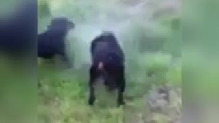 Diving dog pulls up HUGE rock from the dam.