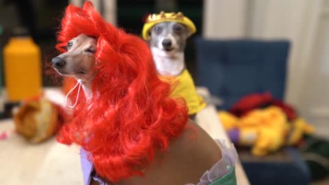 My Dogs Try On Halloween Costumes 2