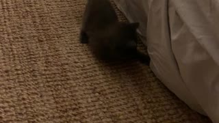 Kittens Play Hide and Seek