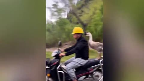 Goose calmly balances on backseat of motorbike speeding along road in China