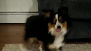 Dancing Australian Shepherd Shows Off Some Pretty Slick Moves