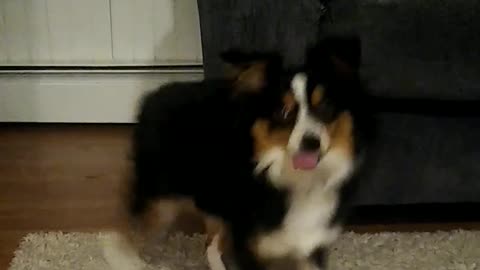 Dancing Australian Shepherd Shows Off Some Pretty Slick Moves