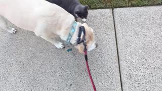 Cat Joins Dogs On A Walk