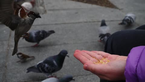 Human scene of a person feeding a bird