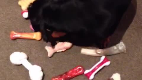 Clever Dogs Choose New Toy