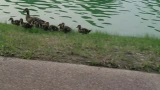 Mother Duck walking Ducklings