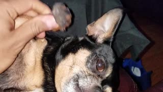Dixie the dog punching self
