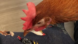 Chicken Pecks at Socks With Chicken Pictures
