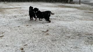 A Boy and His Dogs