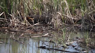 Raccoon dabbles in a stream foraging for food.