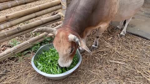 Feeding Spinach to the Ashram Cows (April 18, 2022)