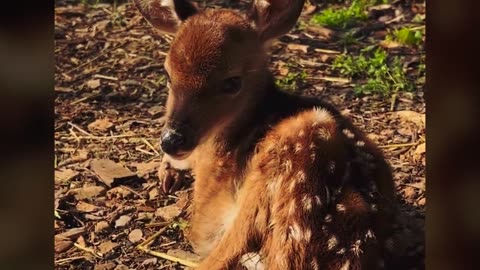 Dog Adopts Orphan Fawn, Then Years Later She Does Something Incredible!