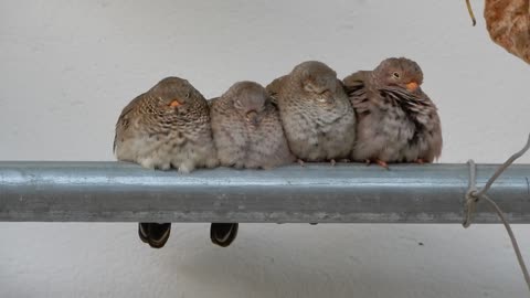 Cute bird family preparing for the night