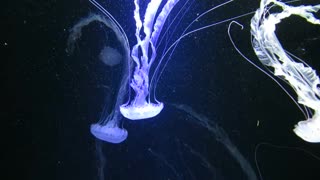 Mesmerizing jellyfish underwater