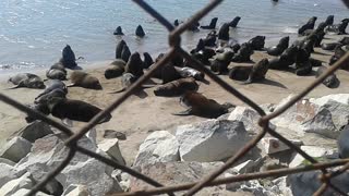 Sea lions in Argentina