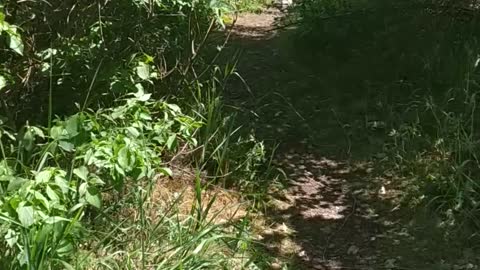 met a pheasant on the path