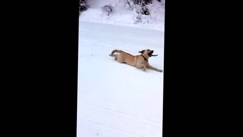 Snow sledging pup goes down hill with stick in mouth