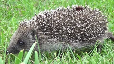 Hedgehog animal