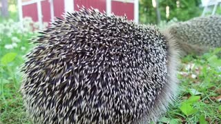 Hedgehog: How spikes work