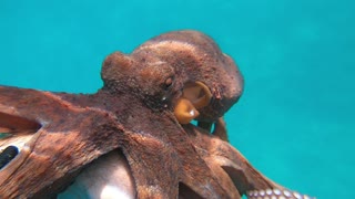 Friendly Octopus Clings onto Freediver