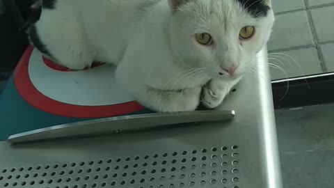 Sweet white cat on banch My sweety cat daily videos updates