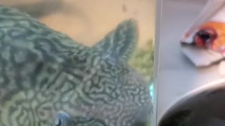 Giant Sucker Fish