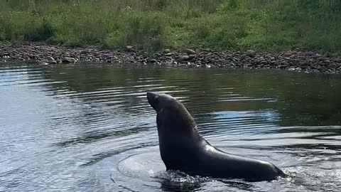 Rare Sight of Seal Wading in Fresh Water