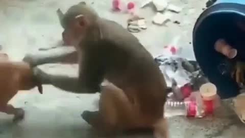 Angry monkey not ready for play