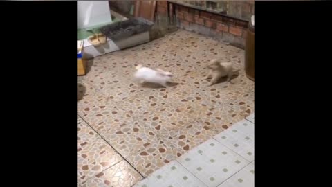 rabbit VS Dog Fight - Funny Dog Fight Video