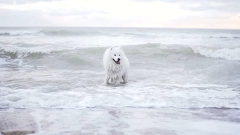 Cute samoyed dog is playing with waves in the ocean or sea