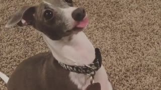 Dog sticks out his tongue for treats