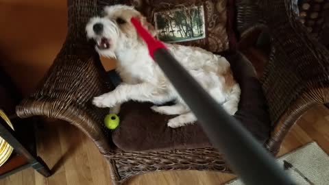 Fluffy Terrier gets a new doo with a vacuum