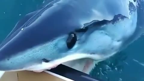 Shark says Hi