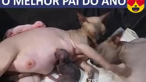 Cats - Dad helps mom give birth to the puppies.