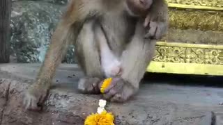 Милая обезьяна и цветочки