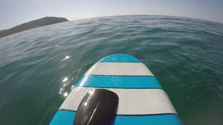 Surfer Has Close Encounter with Whale