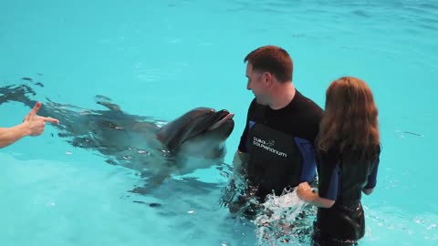 Swim With Dolphins in Dubai