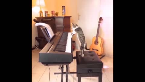 Cat knows how to play piano. Don't try to hold back your laughter!