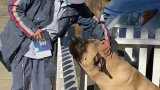 Postal Worker and Pooch Are Best Buds