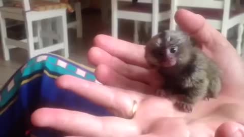 Super cute monkey!