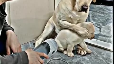 Mother love ❤️❤️❤️ #shorts #doglover #dog #pet #dogvideo #cutedog #oscar #jerry #viral