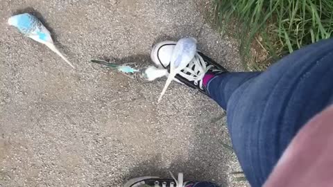 Birds love shoelaces