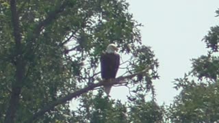 151 Toussaint Wildlife - Oak Harbor Ohio - Eagle Takes Flight
