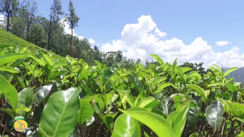 Sri lanka nature